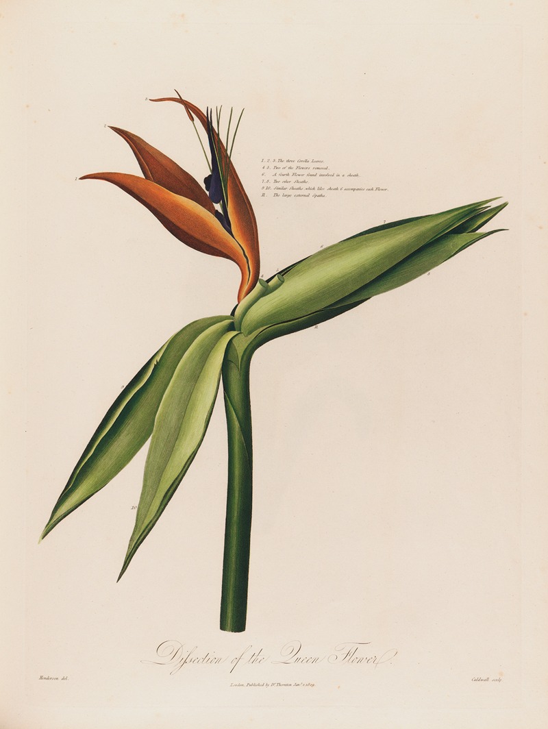 Dissection of the Queen Flower — Robert John Thornton