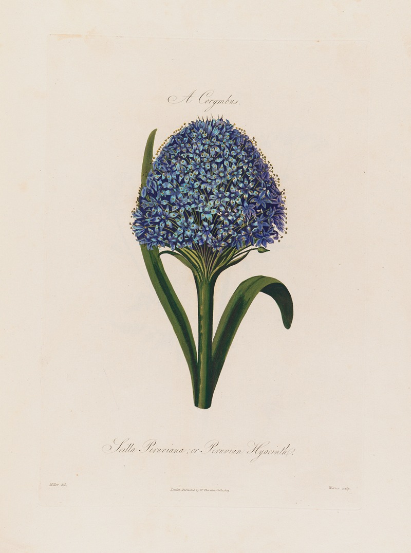 Scilla Peruviana ; or Peruvian Hyacinth — Robert John Thornton