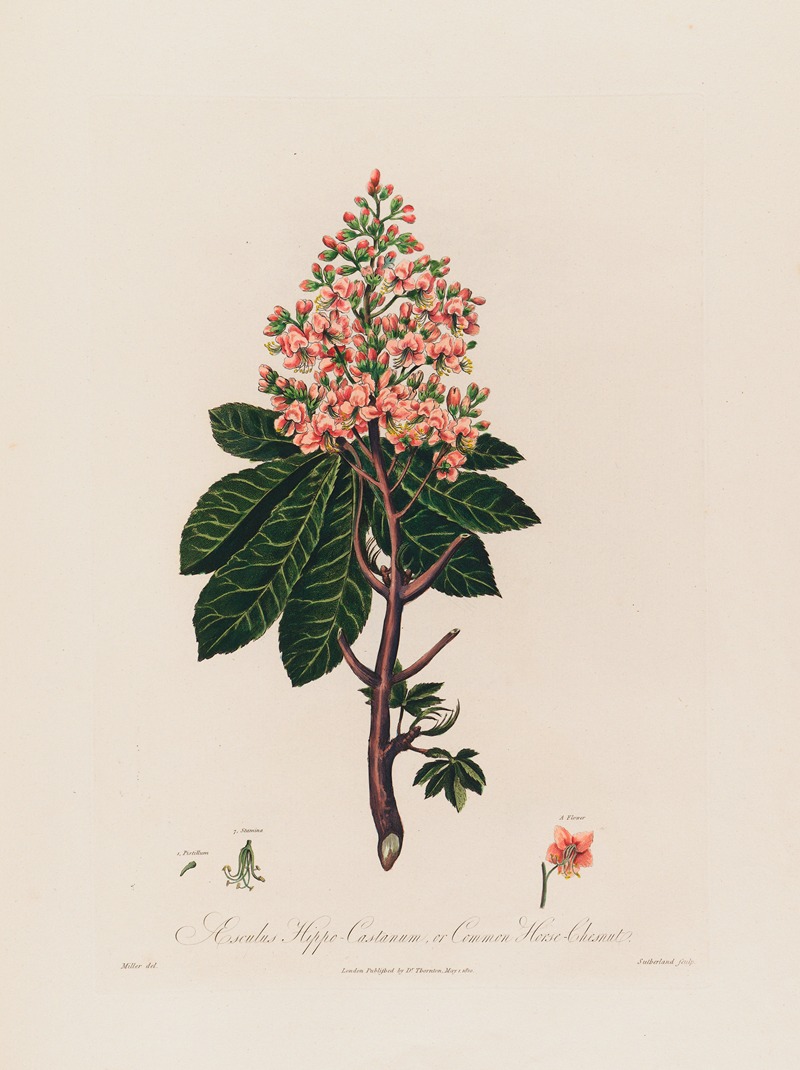 Aesculus Hippo-Castanum, or Common Horse-Chestnut — Robert John Thornton