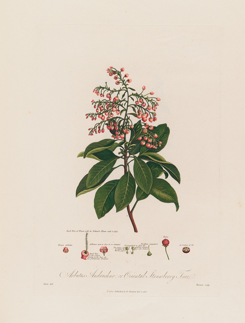 Arbutus Andrachne ; or Oriental Strawberry Tree — Robert John Thornton