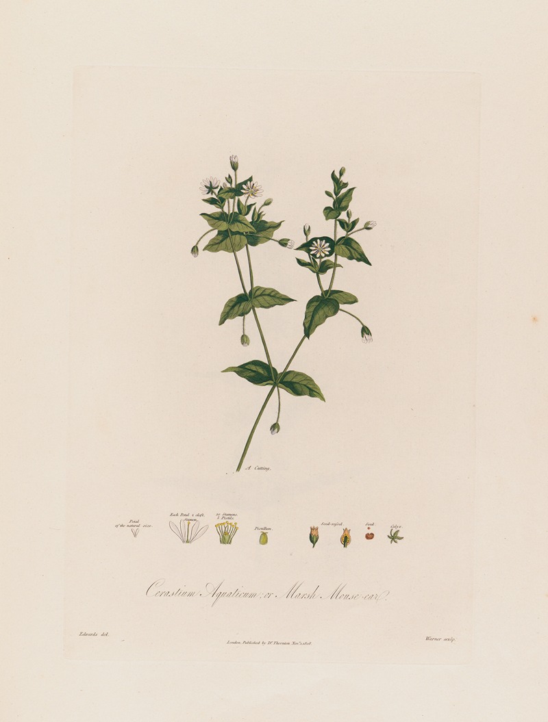 Cerastium Aquaticum ; or Marsh Mouse-ear by Robert John Thornton, 1799–1810 — digital art print download