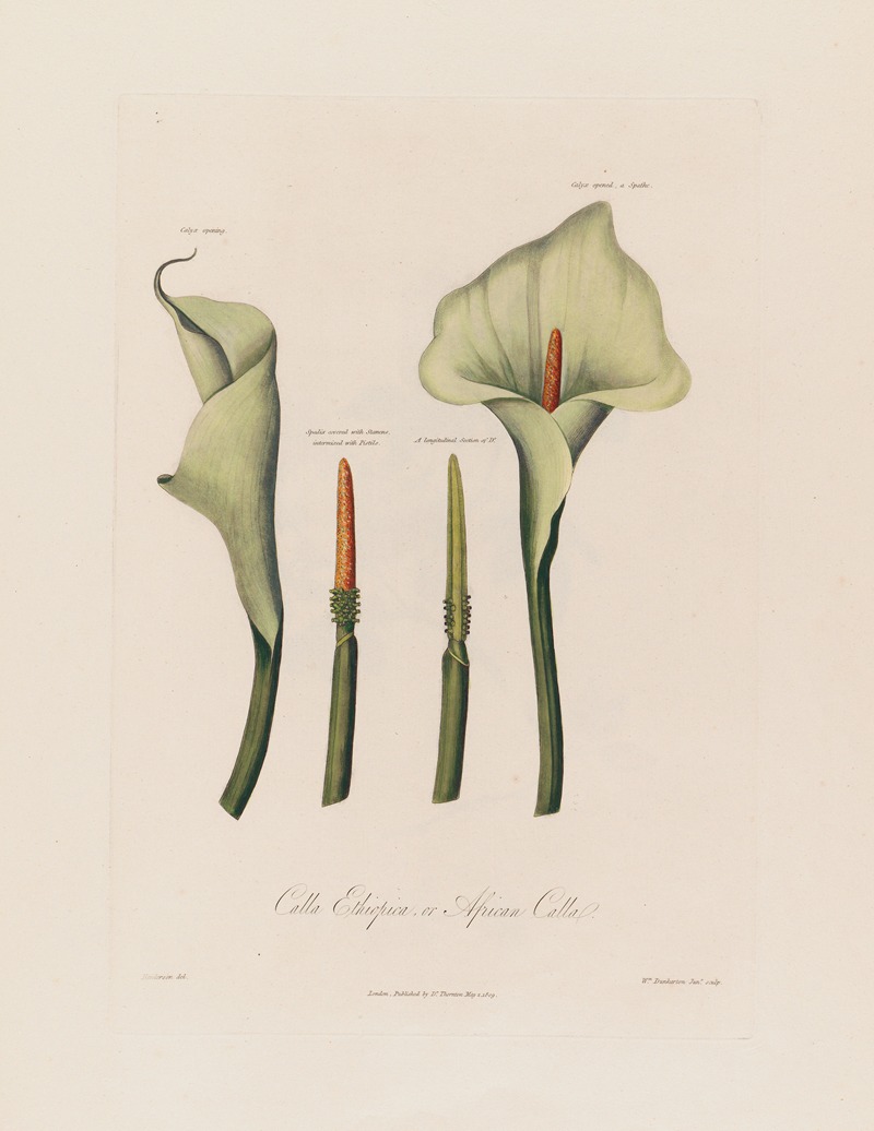 Calla Ethiopica, or African Calla by Robert John Thornton, 1799–1810 — digital art print download