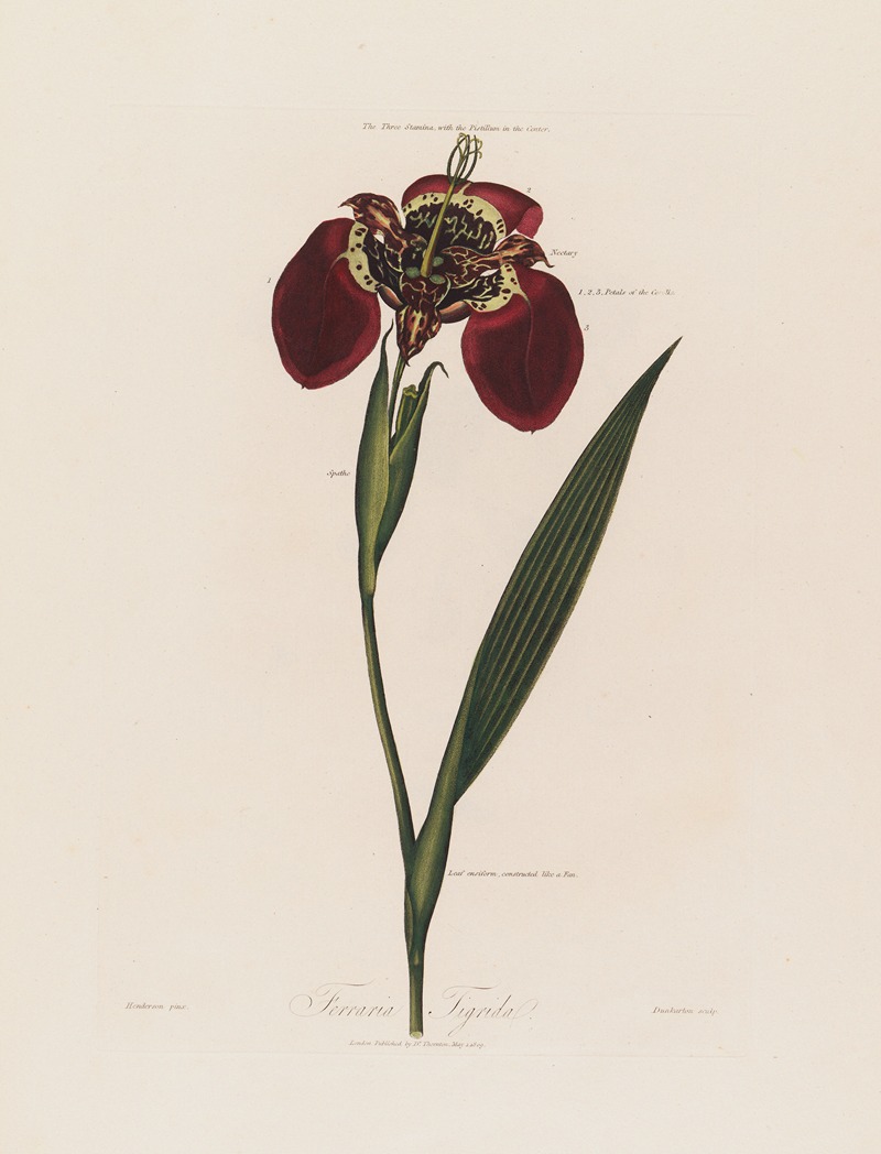 Ferraria Tigrida by Robert John Thornton, 1799–1810 — digital art print download