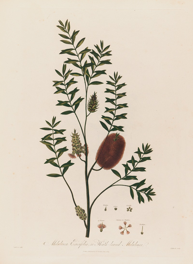 Melaleuca Ericifolia, or Heath-leaved Melaleuca by Robert John Thornton, 1799–1810 — digital art print download