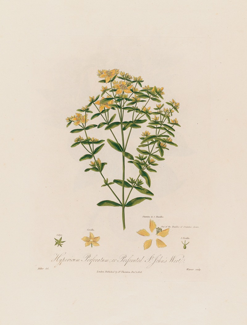 Hypericum Perforatum ; or Perforated St. John's Wort by Robert John Thornton, 1799–1810 — digital art print download