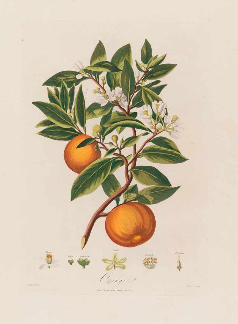 Orange by Robert John Thornton, 1799–1810 — digital art print download
