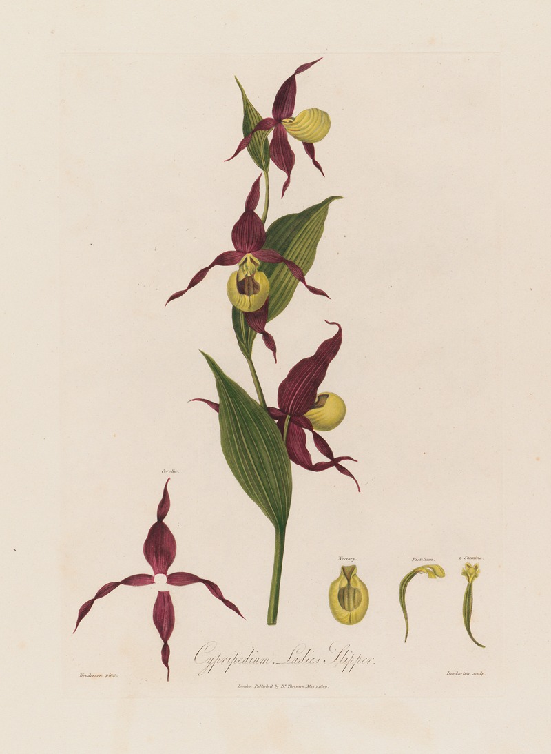 Cypripedium, Ladies Slipper by Robert John Thornton, 1799–1810 — digital art print download