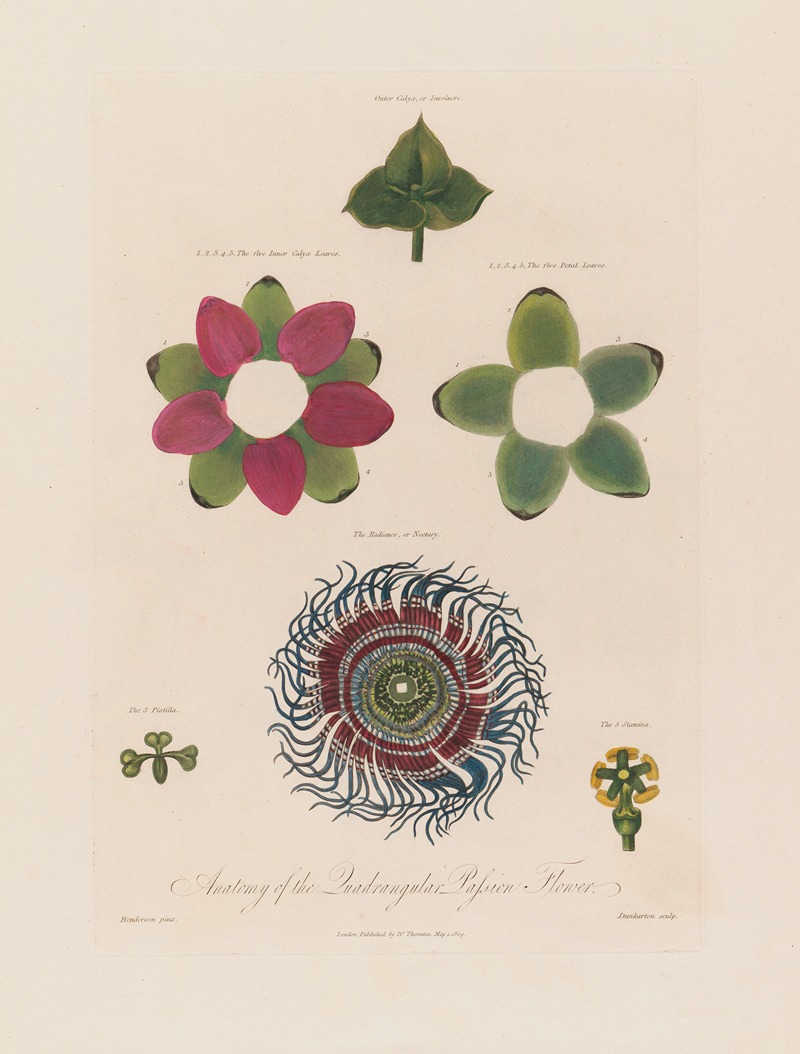Anatomy of the Quadrangular Passion Flower — Robert John Thornton