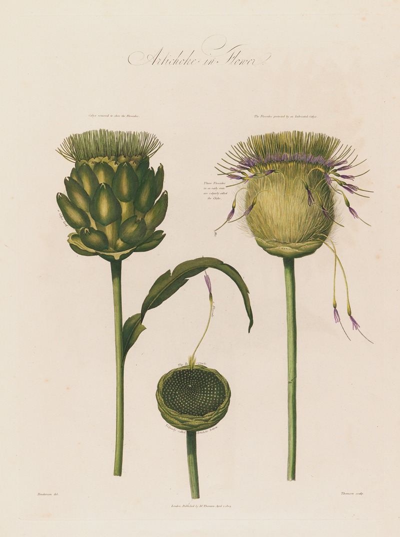 Artichoke in Flower by Robert John Thornton, 1799–1810 — digital art print download