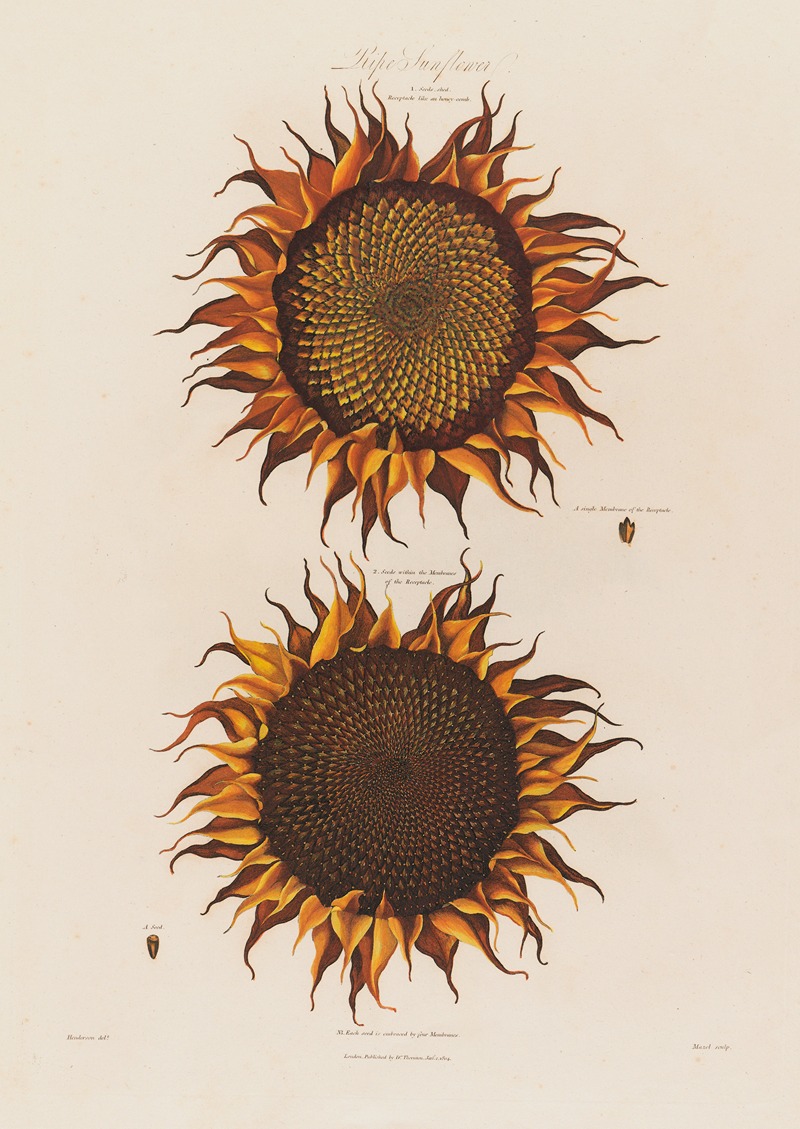 Ripe Sunflower by Robert John Thornton, 1799–1810 — digital art print download