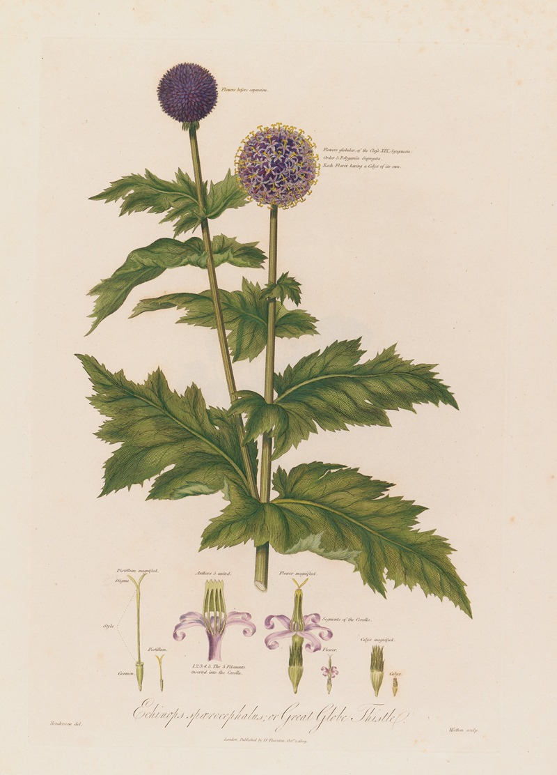 Echinops spaerocephalus ; or Great Globe Thistle by Robert John Thornton, 1799–1810 — digital art print download