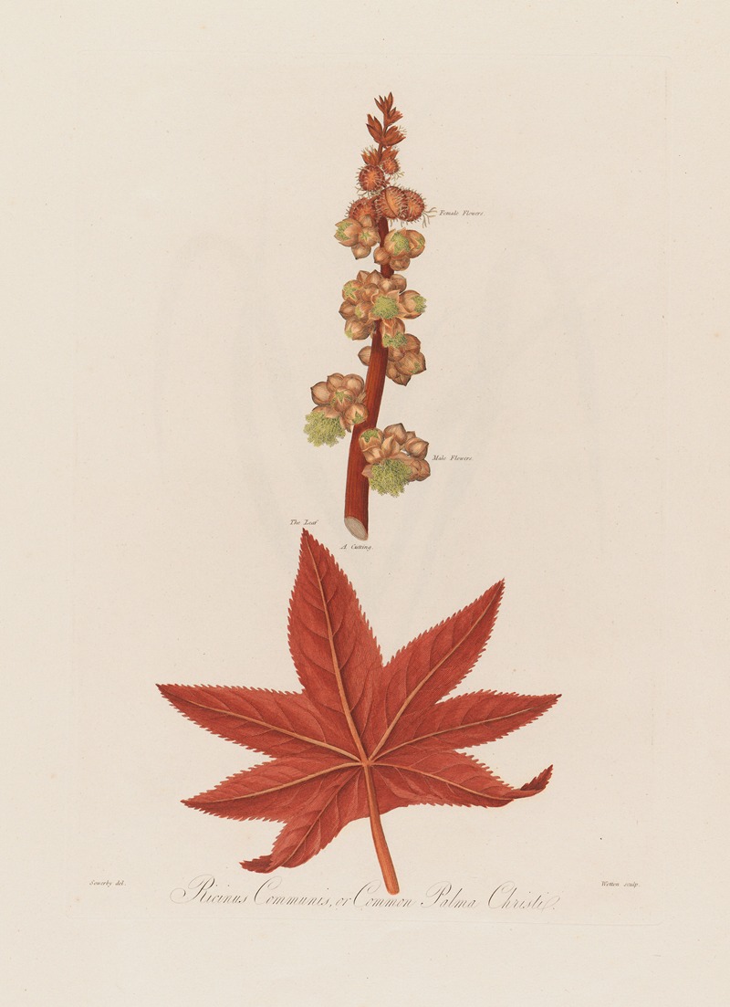 Ricinus Communis, or Common Palma Christi by Robert John Thornton, 1799–1810 — digital art print download