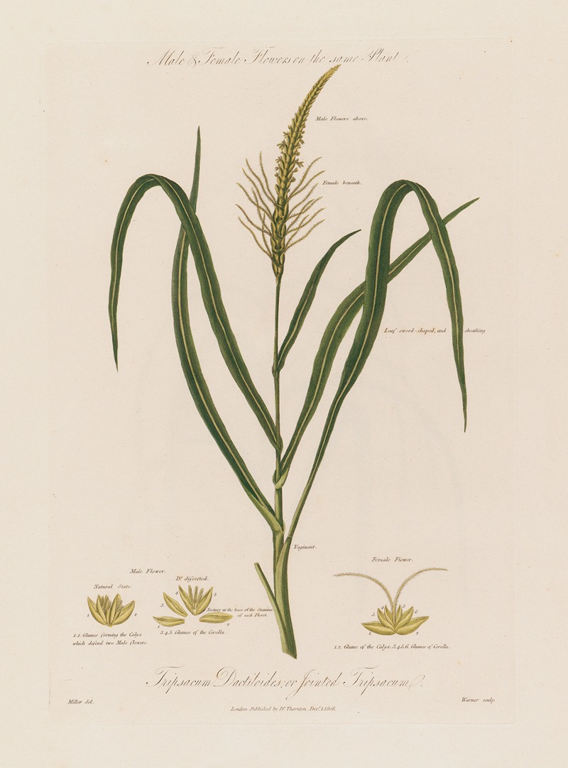 Male & Female Flowers on the same Plant. Tripsacum Dactiloides ; or Jointed Tripsacum by Robert John Thornton, 1799–1810 —…