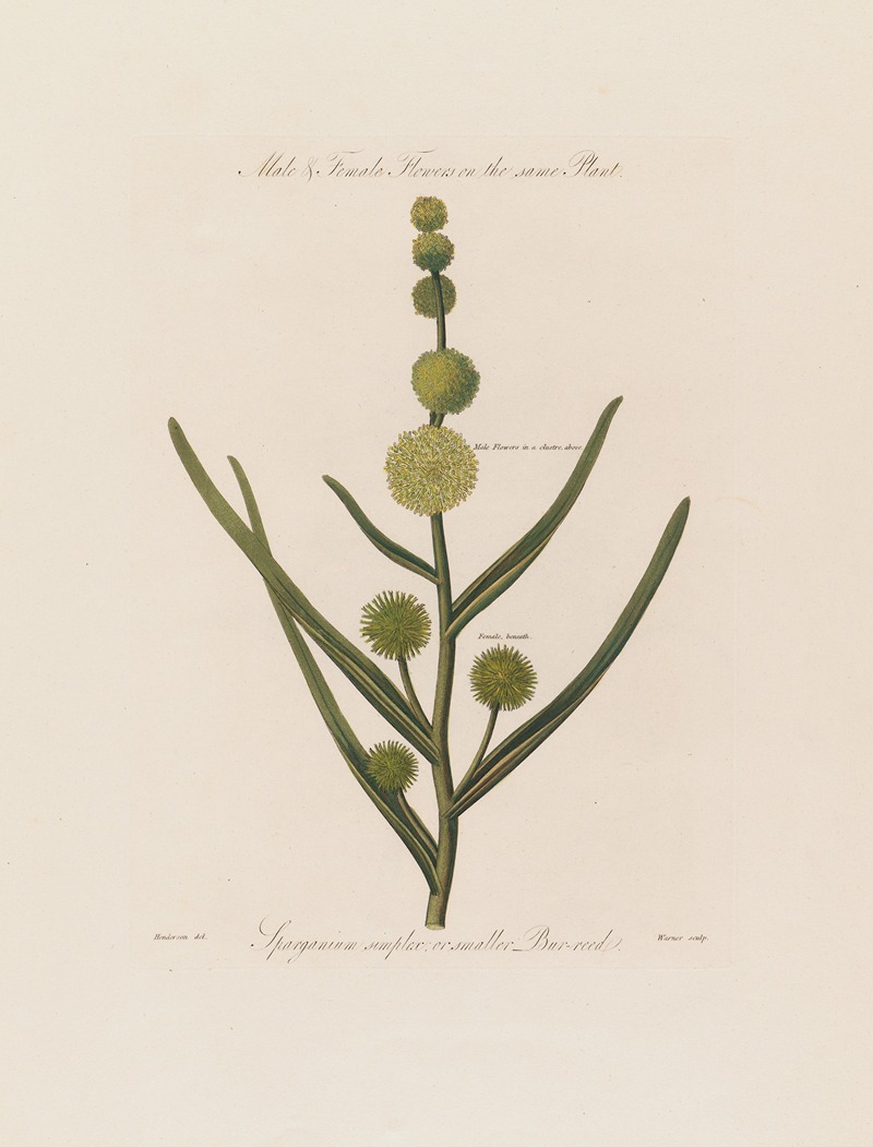 Male & Female Flowers on the same Plant. Sparganium simplex ; or smaller Bur-reed by Robert John Thornton, 1799–1810 —…