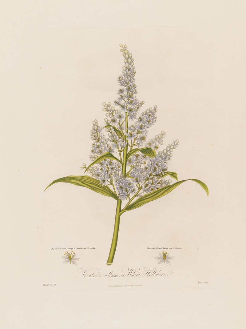 Veratrum album, or White Hellebore — Robert John Thornton