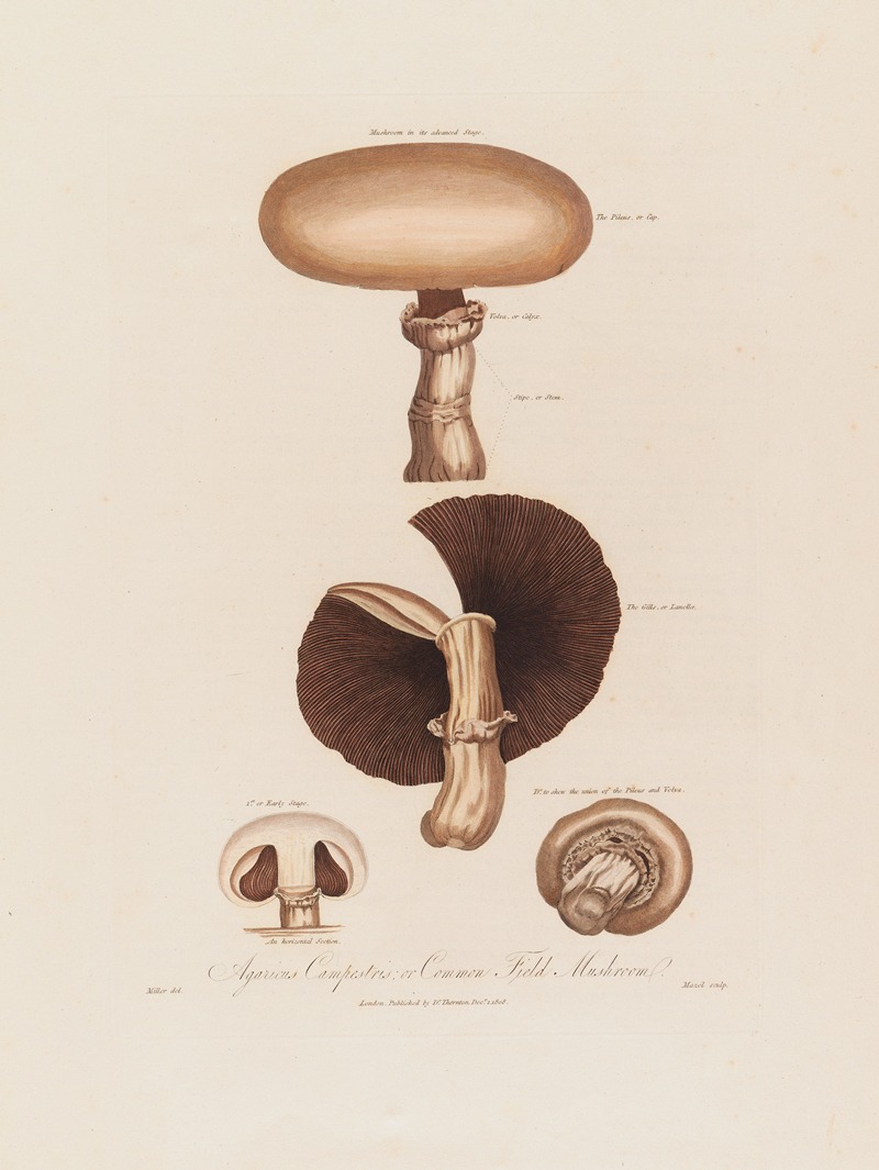 Agaricus Campestris ; or Common Field Mushroom by Robert John Thornton, 1799–1810 — digital art print download