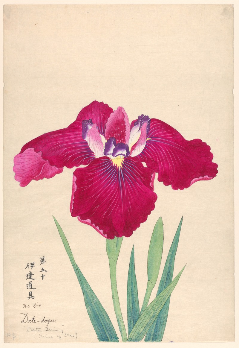 King of Iris (Date-dogu) by Аноним, 1910 — digital art print download