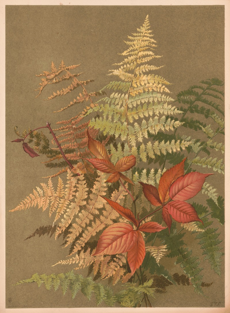 Autumn ferns by Ellen Fisher, 1887 — digital art print download