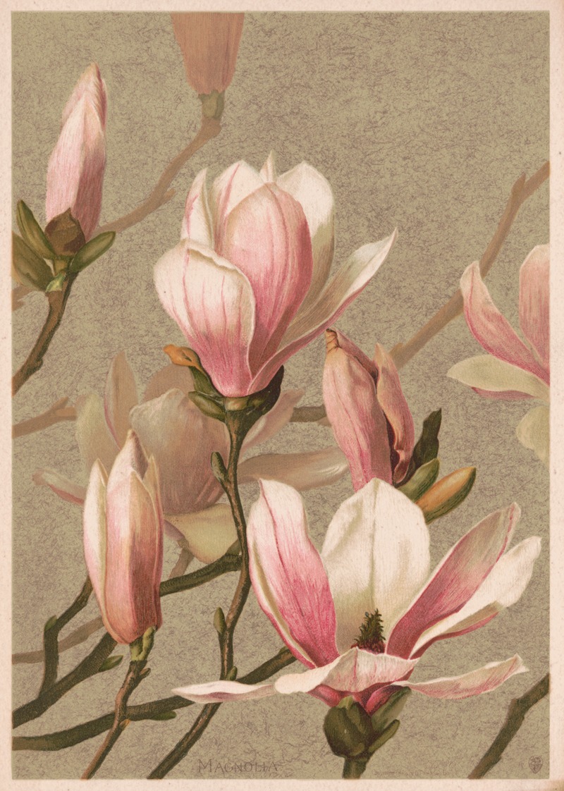 Magnolia by Louis Prang & Co., 1886 — digital art print download