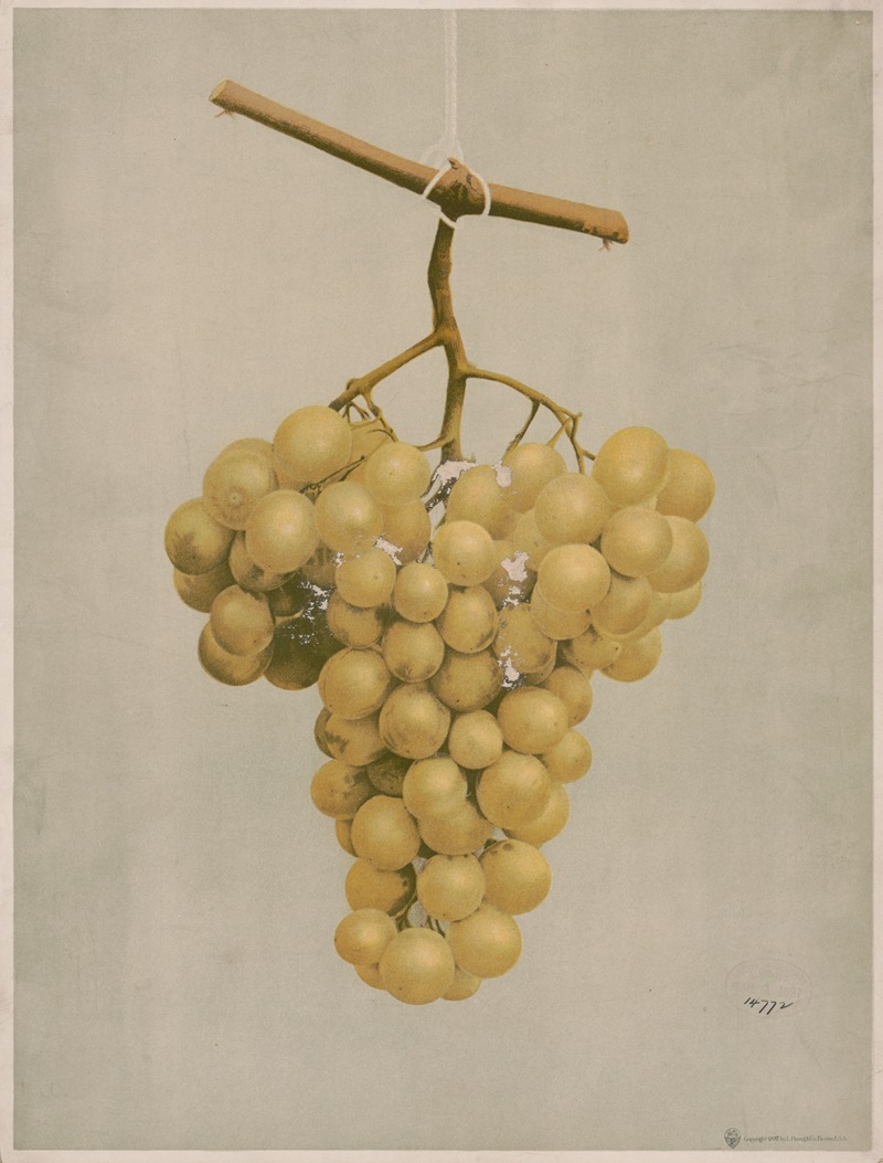 Prize golden Hamburg grapes — Louis Prang & Co.