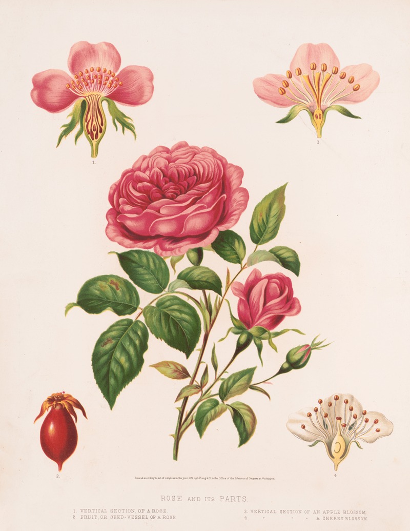 Rose and its parts by Луи Пранг и Ко, 1872 — digital art print download