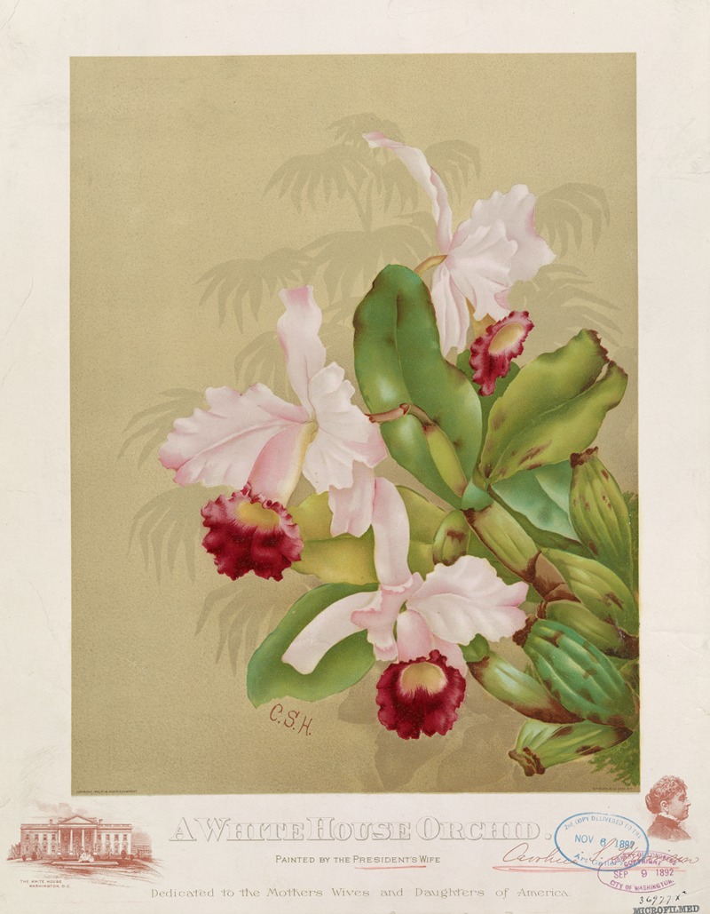 A whitehouse orchid by Г. Х. Бюк и Ко., 1892 — digital art print download