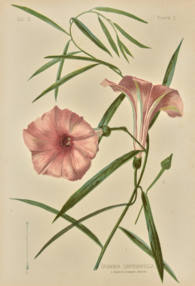 Ipomoea Leptophylla by Louis Prang & Co., 1879 — digital art print download