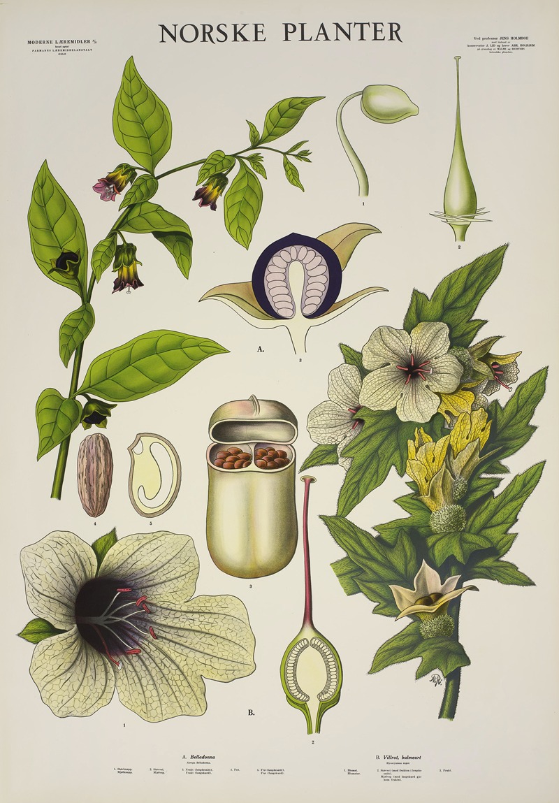 Belladonna – Villrot (bulmeurt) — Parmanns Læremiddel-anstalt