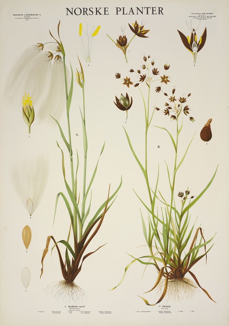 Bredbladet myrull by Parmanns Læremiddel-anstalt, 1930 — digital art print download