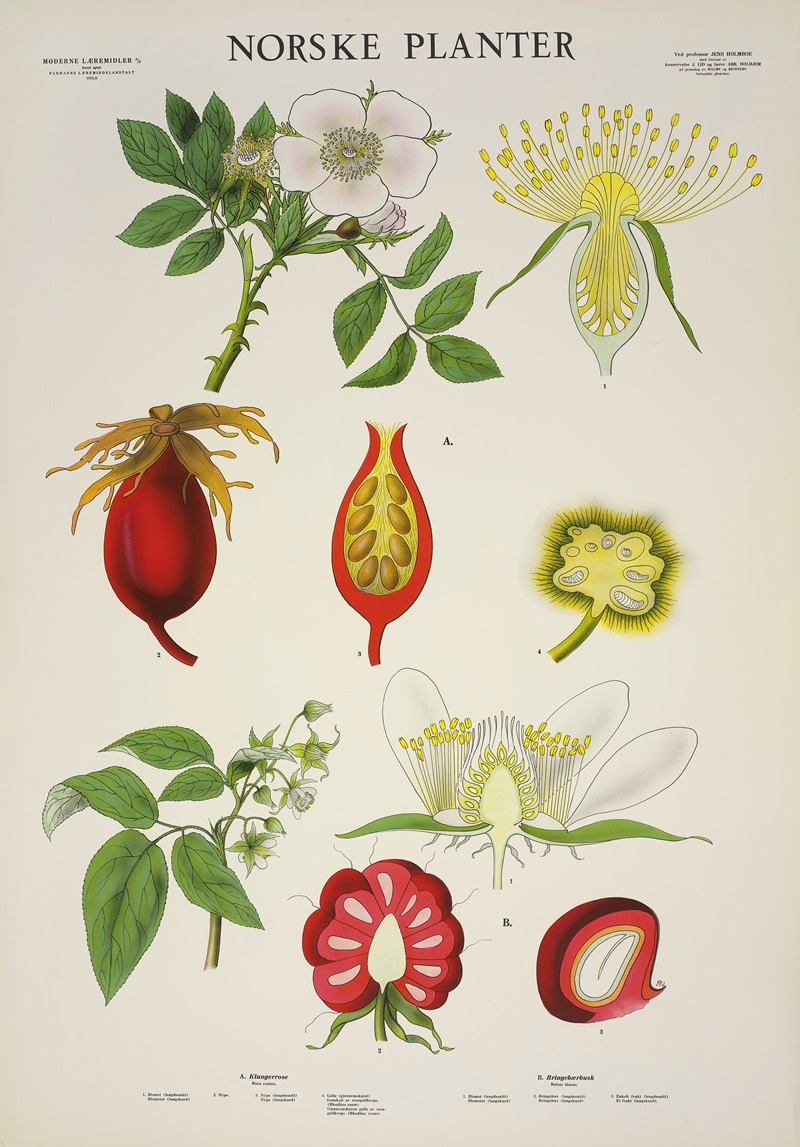 Klungerrose by Parmanns Læremiddel-anstalt, 1930 — digital art print download