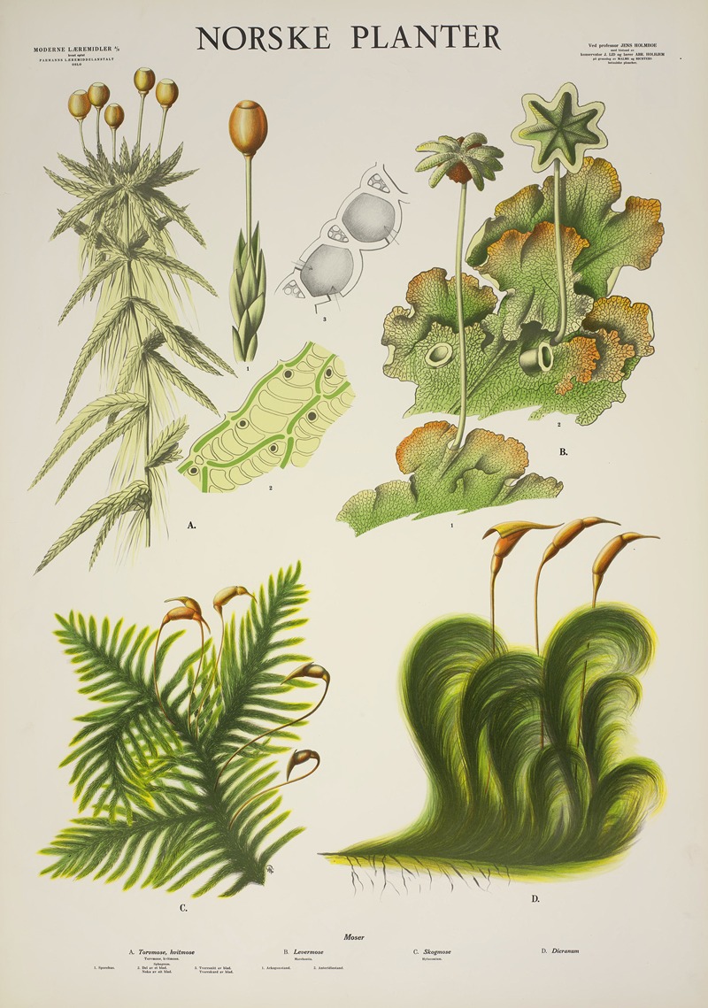 Torvmose, hvitmose – Levermose – Skogmose – Dicranum — Parmanns Læremiddel-anstalt