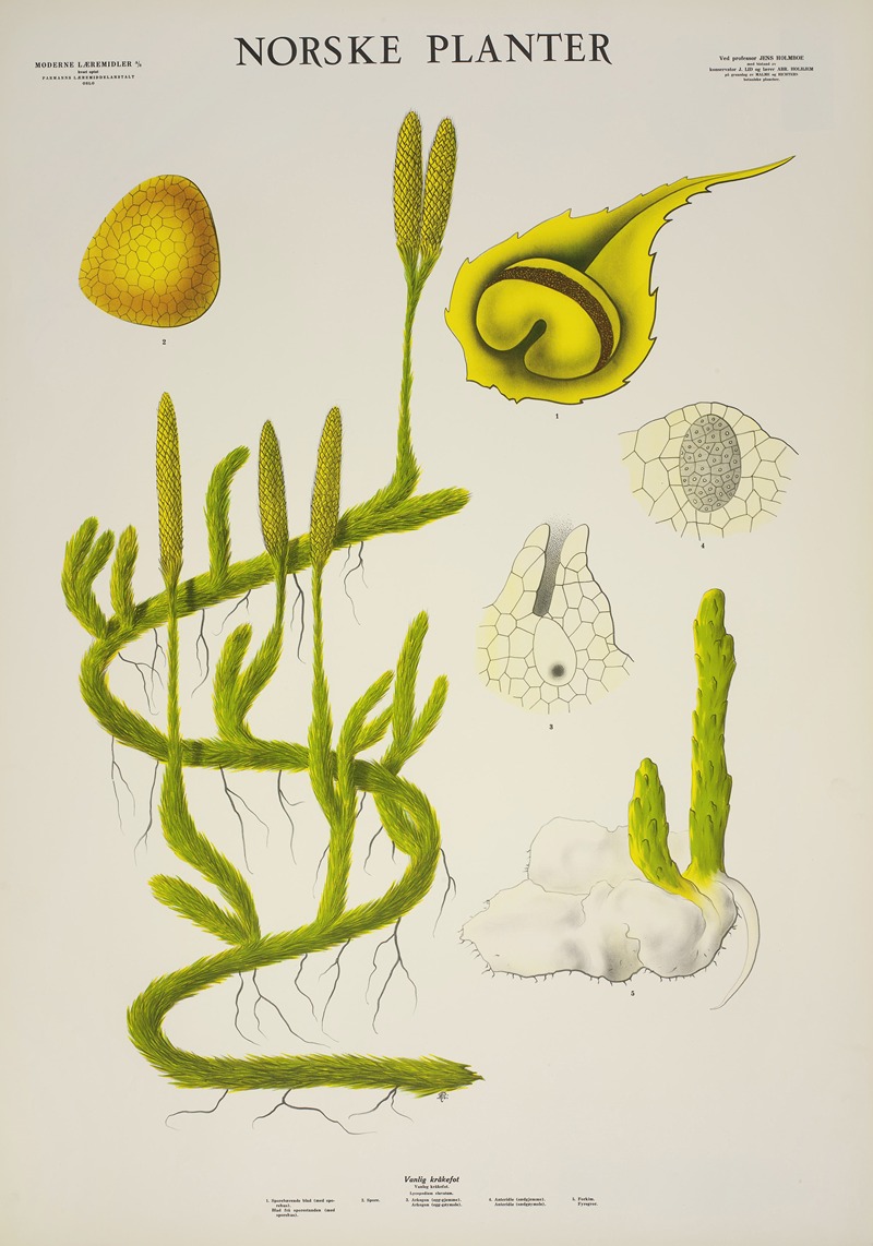 Vanlig kråkefot by Parmanns Læremiddel-anstalt, 1930 — digital art print download