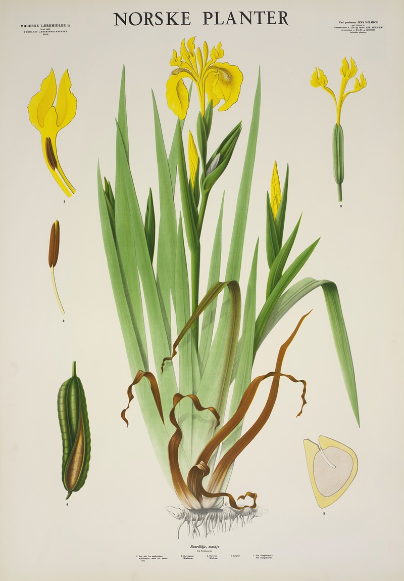 Verdlilje, mækje by Parmanns Læremiddel-anstalt, 1930 — digital art print download