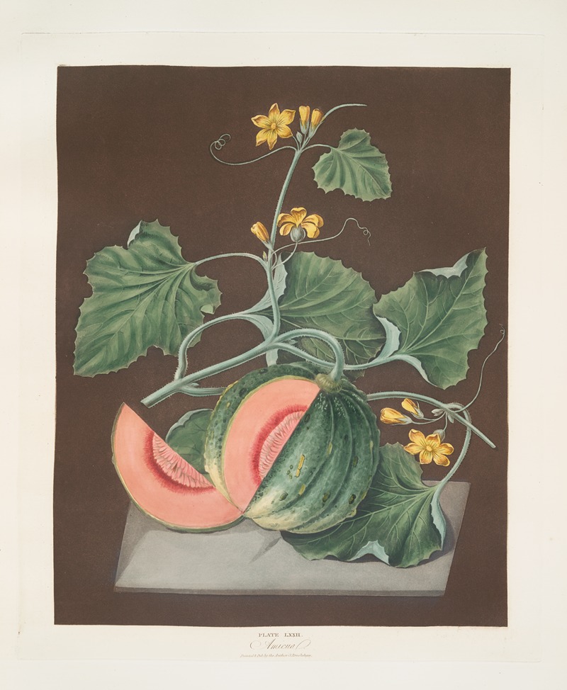 Amicua melon. by George Brookshaw, 1812 — digital art print download