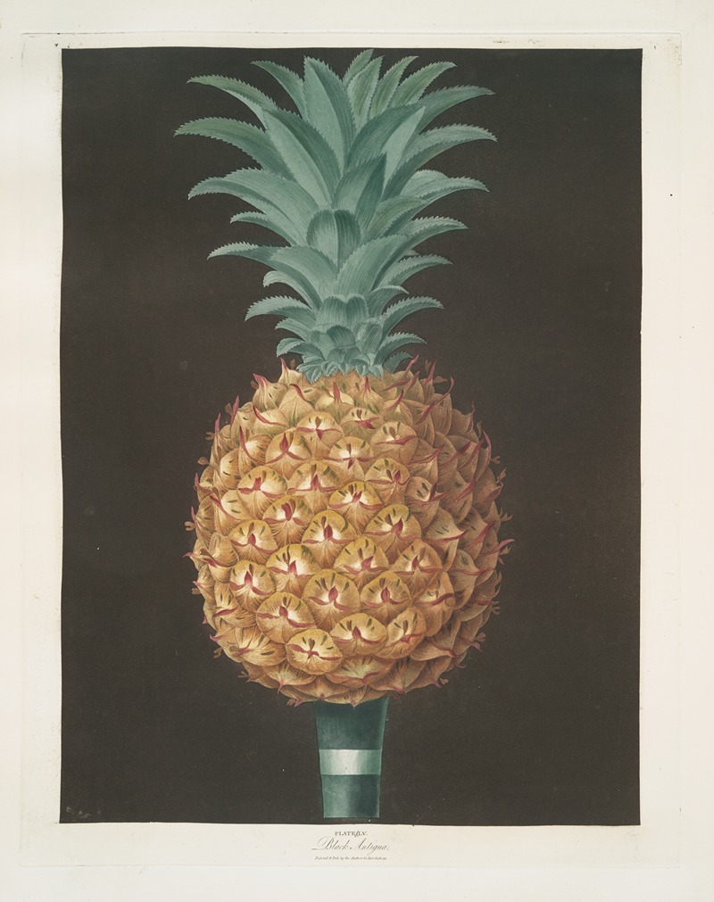 Black Antigua (jagged leaf) pine. by George Brookshaw, 1812 — digital art print download