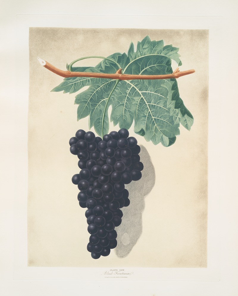 Black frontianiac (grape). by George Brookshaw, 1812 — digital art print download