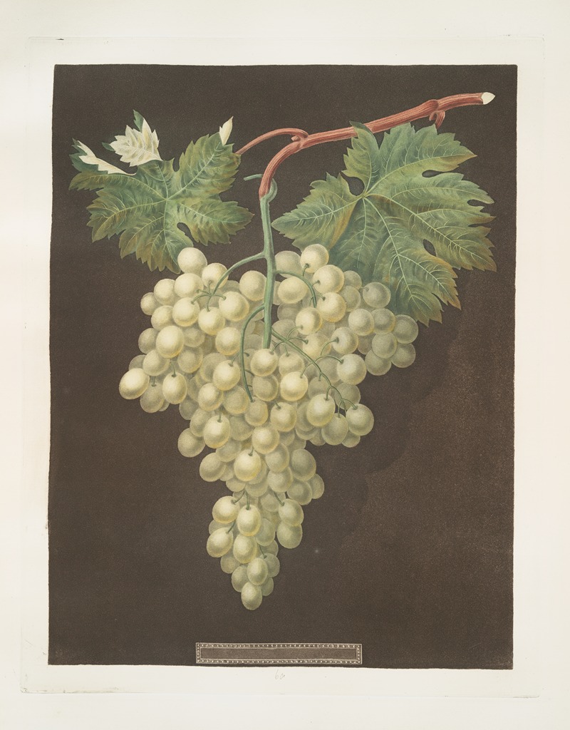 Black Hamburgh grape. by George Brookshaw, 1812 — digital art print download