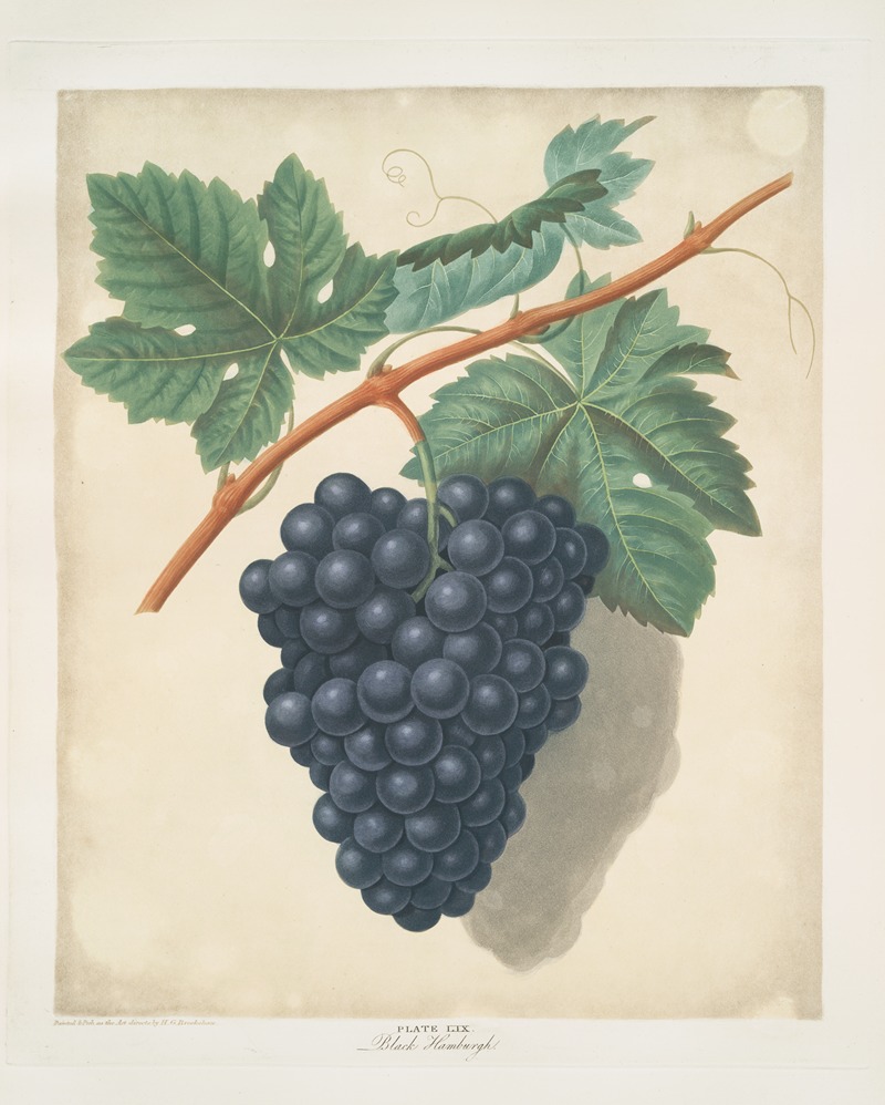 Black Hamburgh grapes. by George Brookshaw, 1812 — digital art print download
