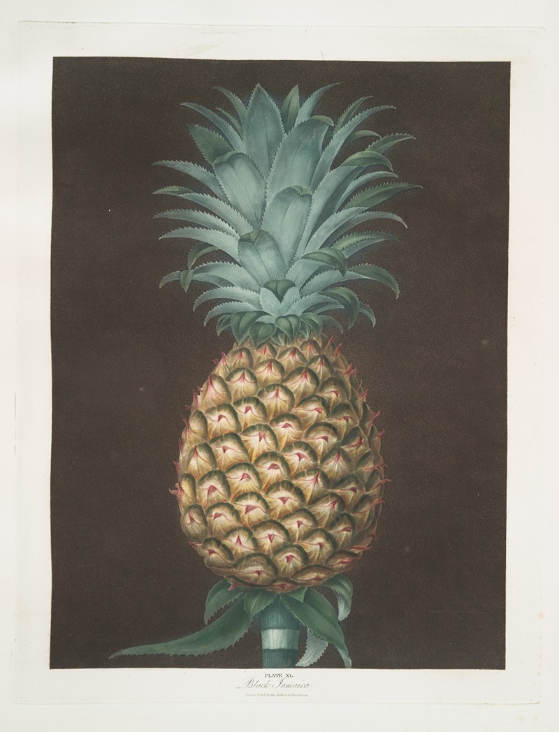 Black Jamaica (Pineapple). by George Brookshaw, 1812 — digital art print download