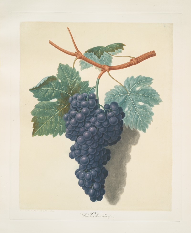 Black muscadine (grapes). by George Brookshaw, 1812 — digital art print download