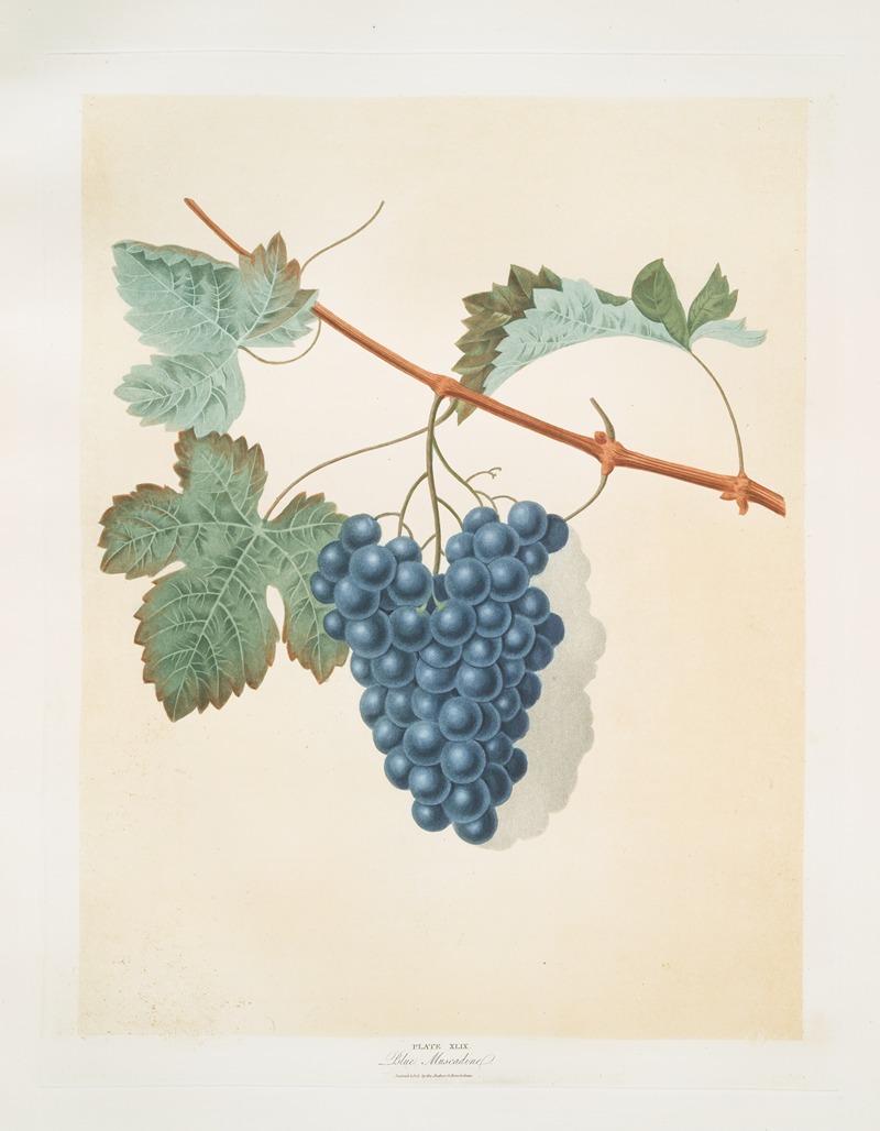 Blue muscadine (grapes). by George Brookshaw, 1812 — digital art print download