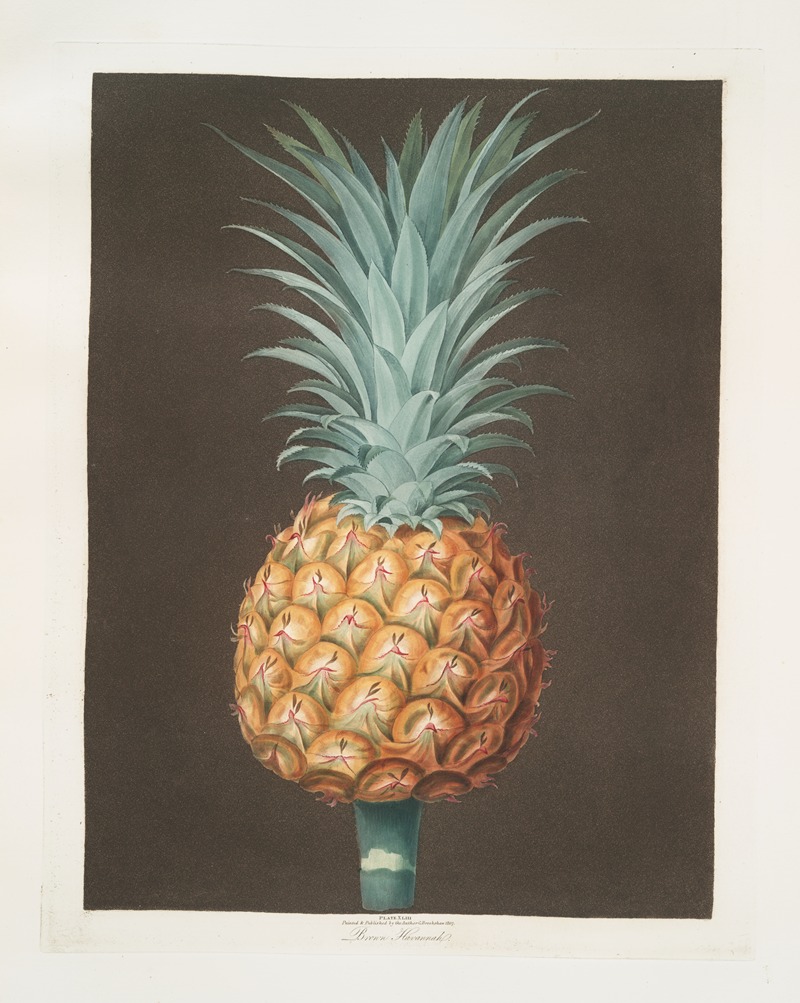 Brown Havannah pine. by George Brookshaw, 1812 — digital art print download