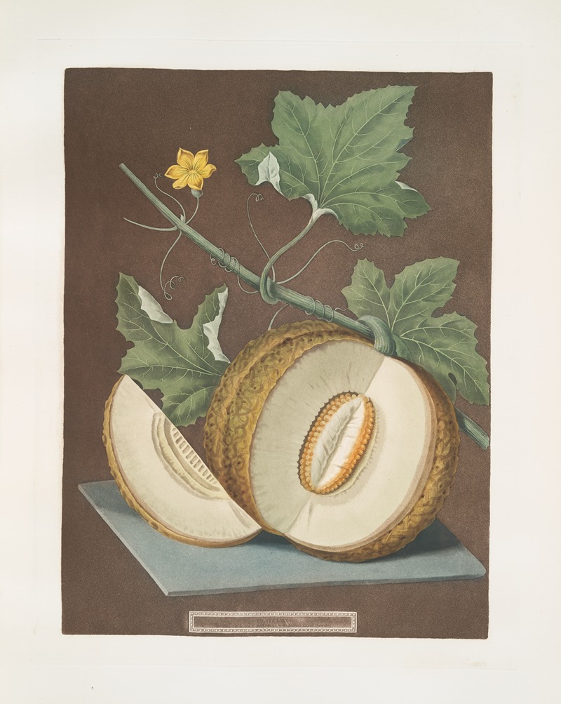 Green flesh or Candia melon. — George Brookshaw