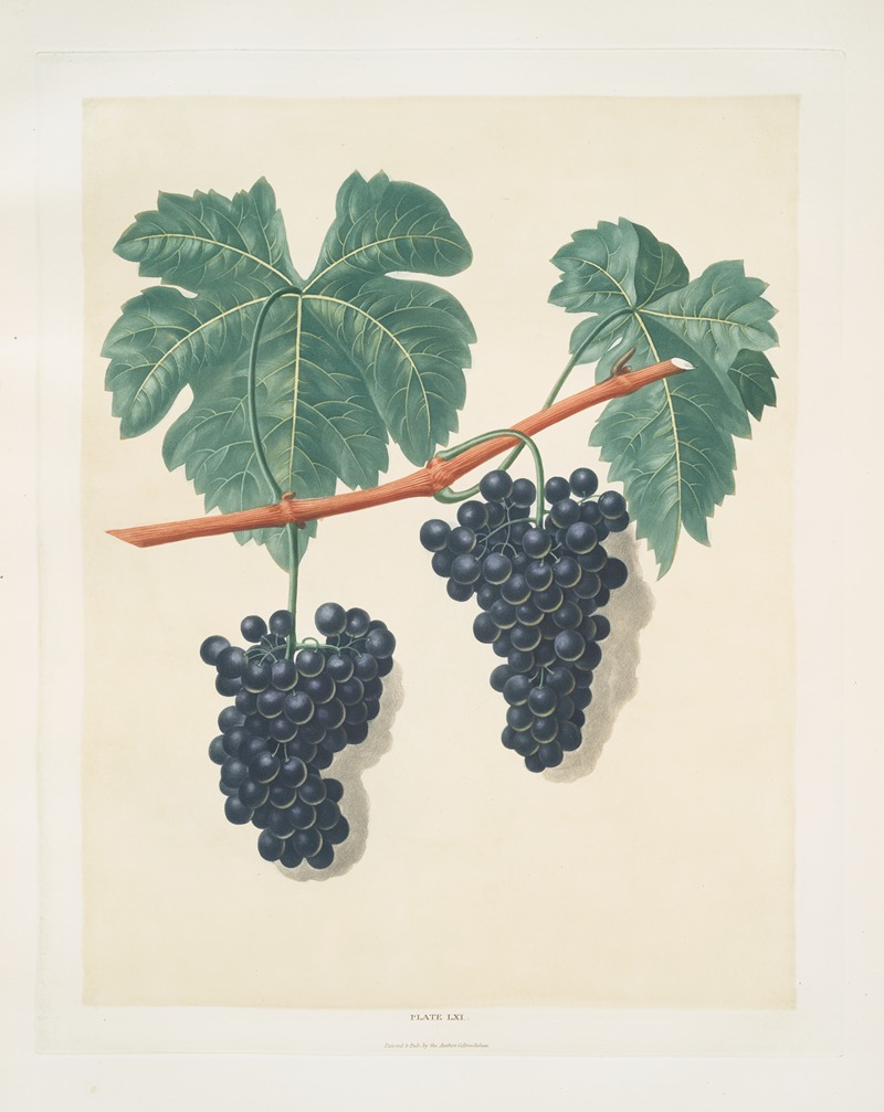 Lady Bathurst's Tokay grapes. by George Brookshaw, 1812 — digital art print download