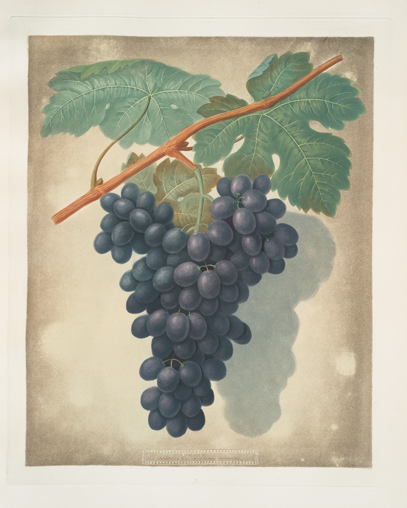 Morocco grape. by George Brookshaw, 1812 — digital art print download