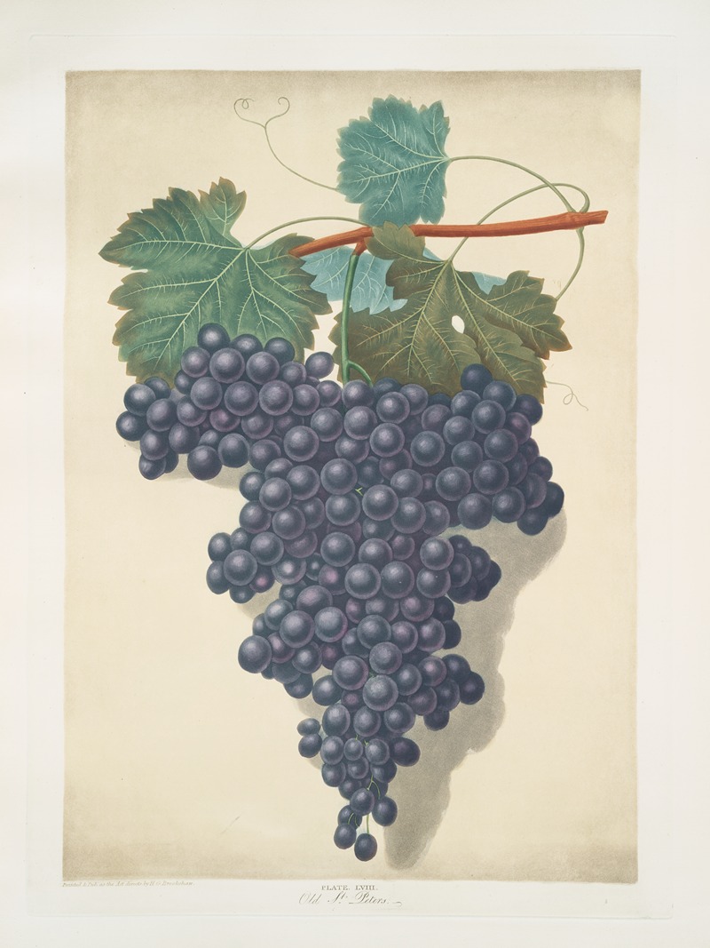 Old St. Peters (Old St. Petre grape). — George Brookshaw