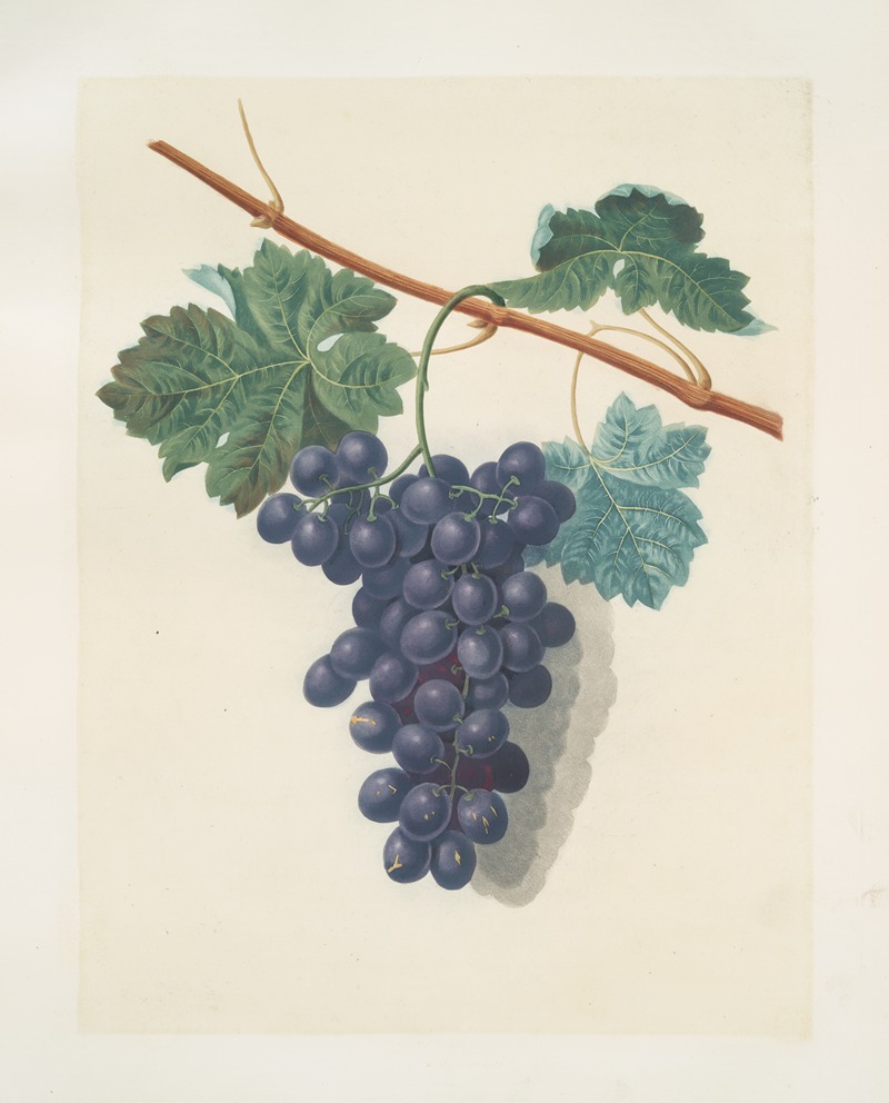 Raisin de Calmes (grapes). by George Brookshaw, 1812 — digital art print download