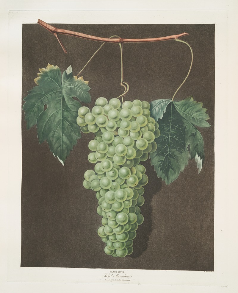 Royal muscadine (grapes). — George Brookshaw