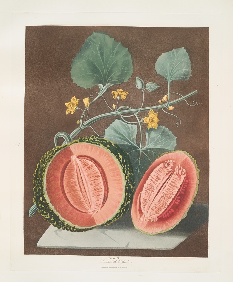 Scarlet flesh rock melon. — George Brookshaw