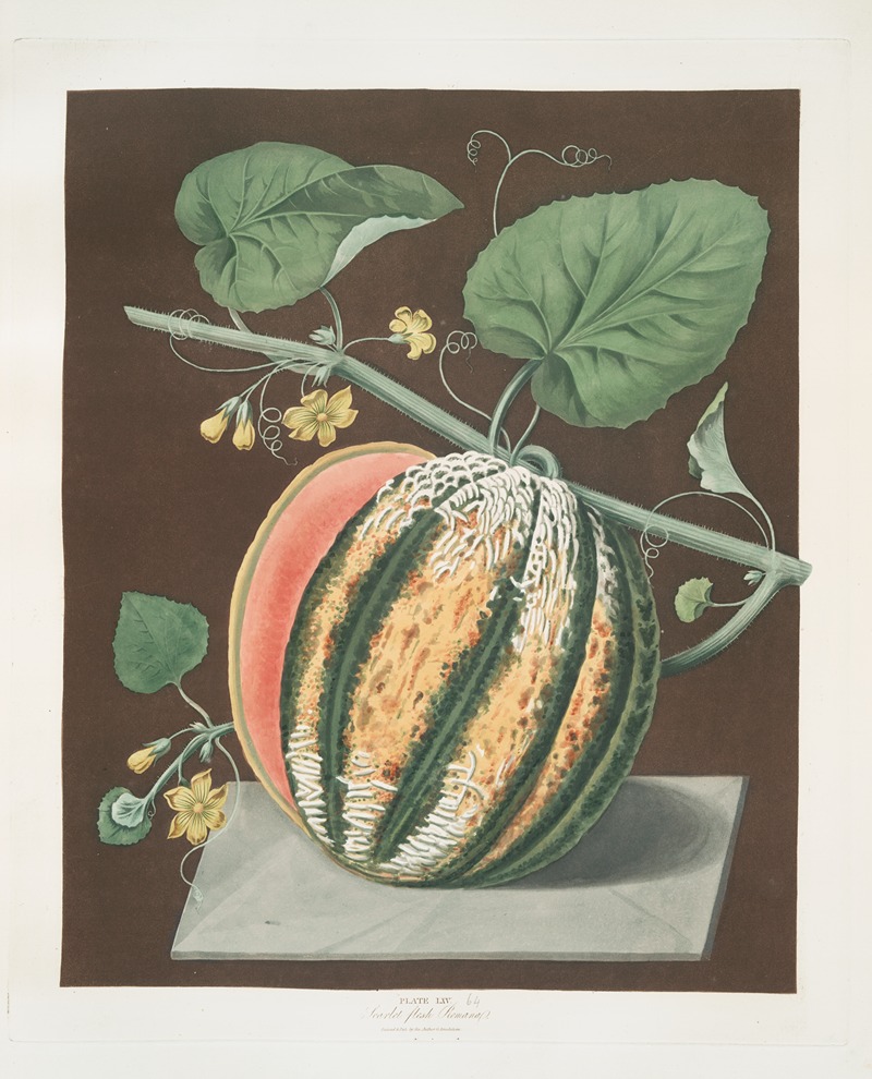 Scarlet flesh Romana melon. — George Brookshaw